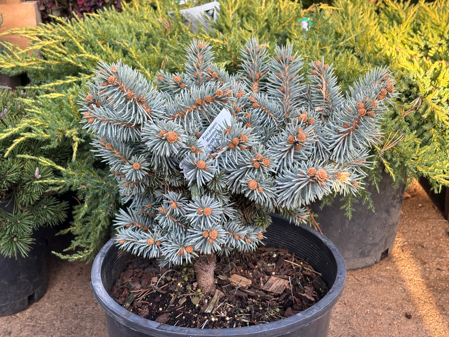 Picea pungens ‘Moonstone’ Dwarf Colorado Blue Spruce