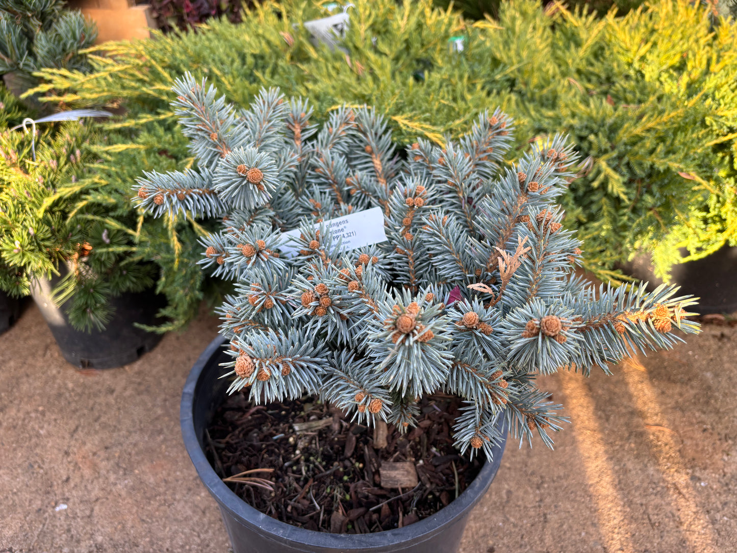 Picea pungens ‘Moonstone’ Dwarf Colorado Blue Spruce