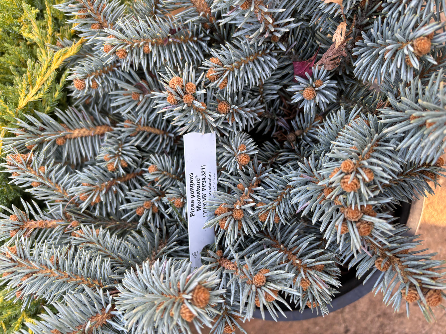 Picea pungens ‘Moonstone’ Dwarf Colorado Blue Spruce