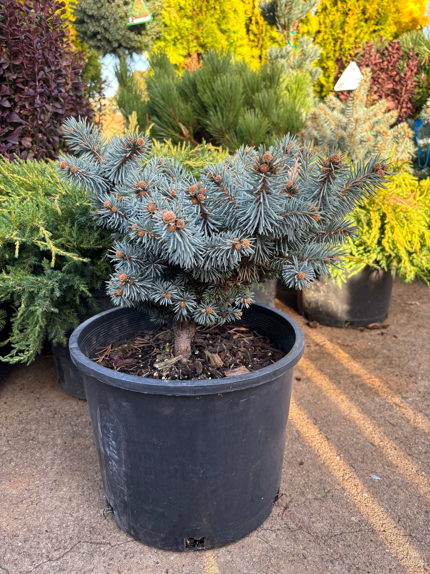 Picea pungens ‘Moonstone’ Dwarf Colorado Blue Spruce