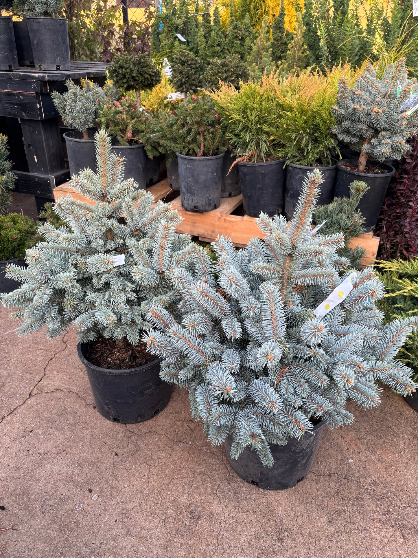 Picea pungens ‘Monty’ Colorado Blue Spruce