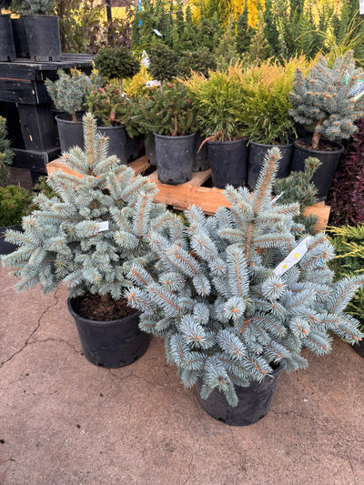 Picea pungens ‘Monty’ Colorado Blue Spruce