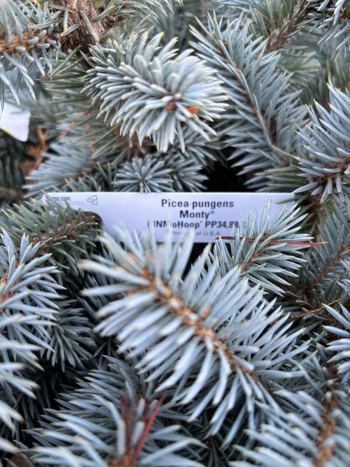 Picea pungens ‘Monty’ Colorado Blue Spruce