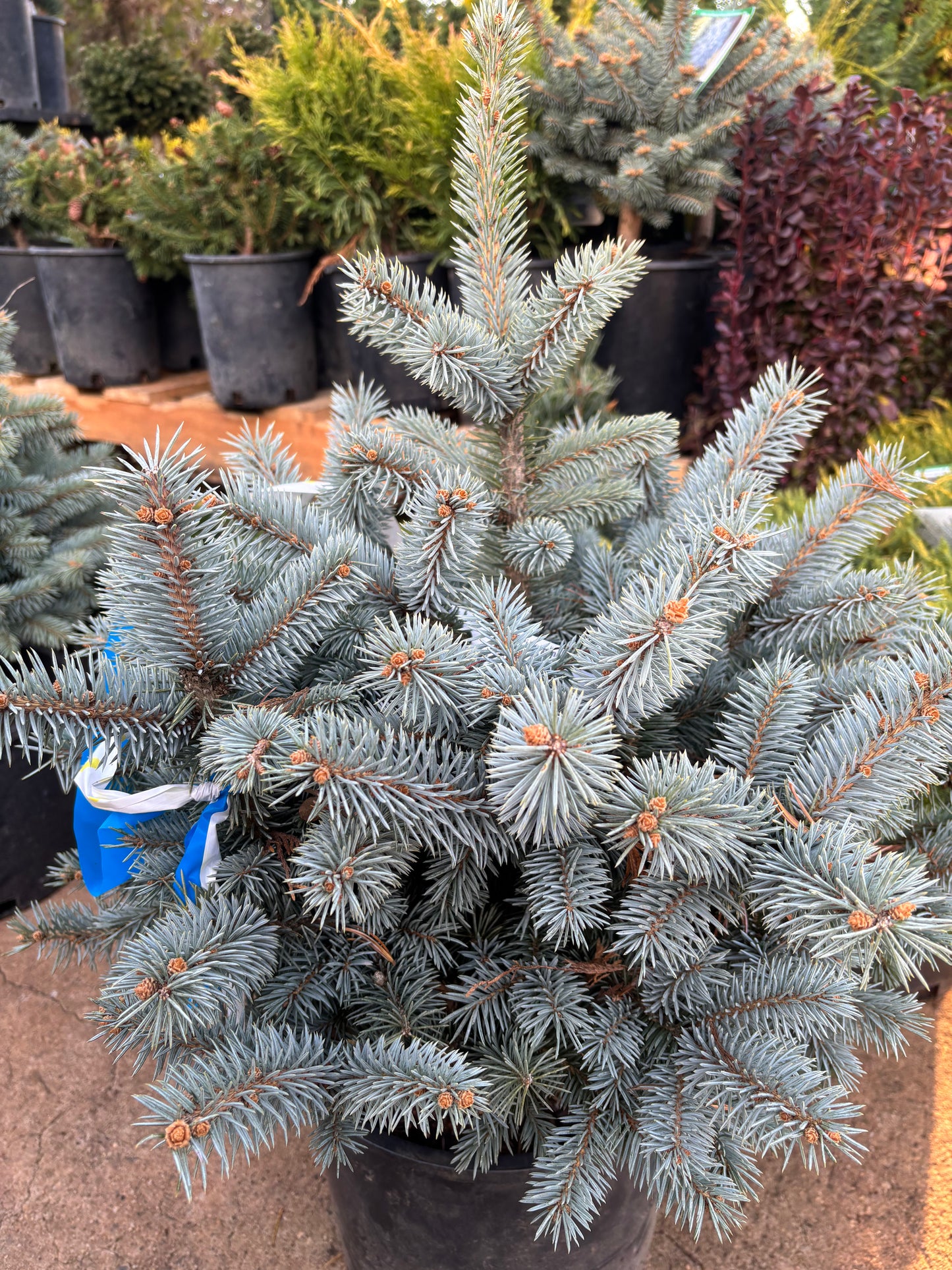 Picea pungens ‘Monty’ Colorado Blue Spruce