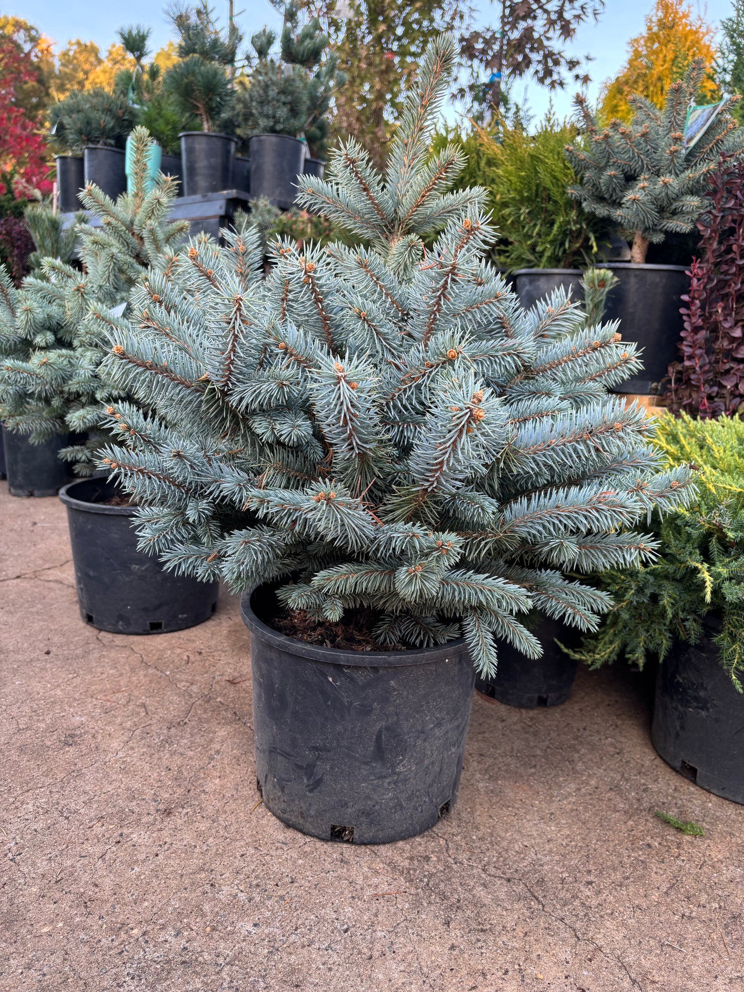 Picea pungens ‘Monty’ Colorado Blue Spruce