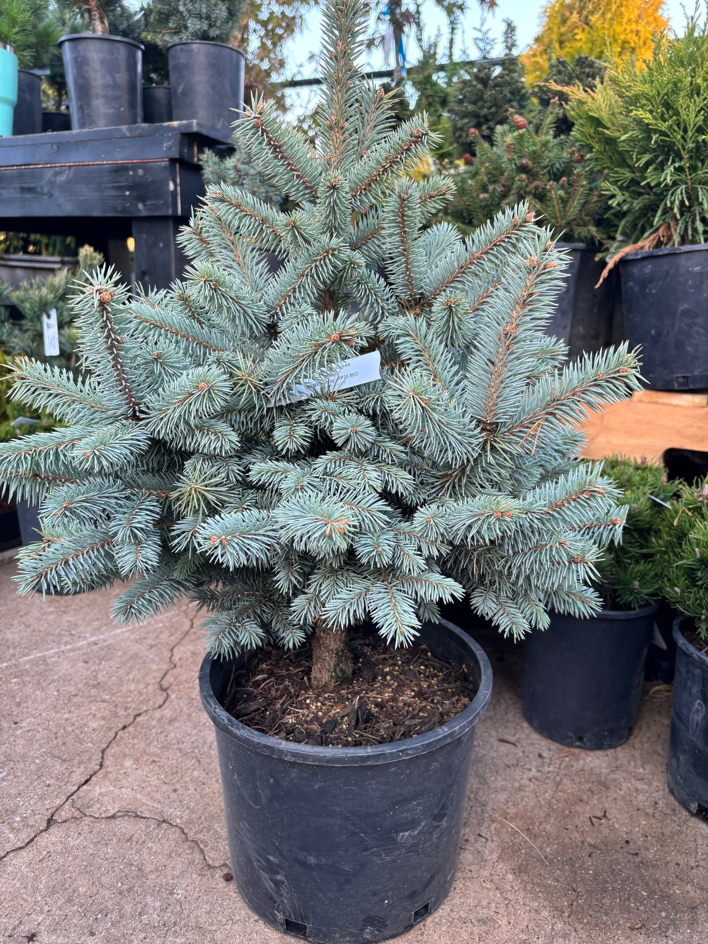 Picea pungens ‘Monty’ Colorado Blue Spruce