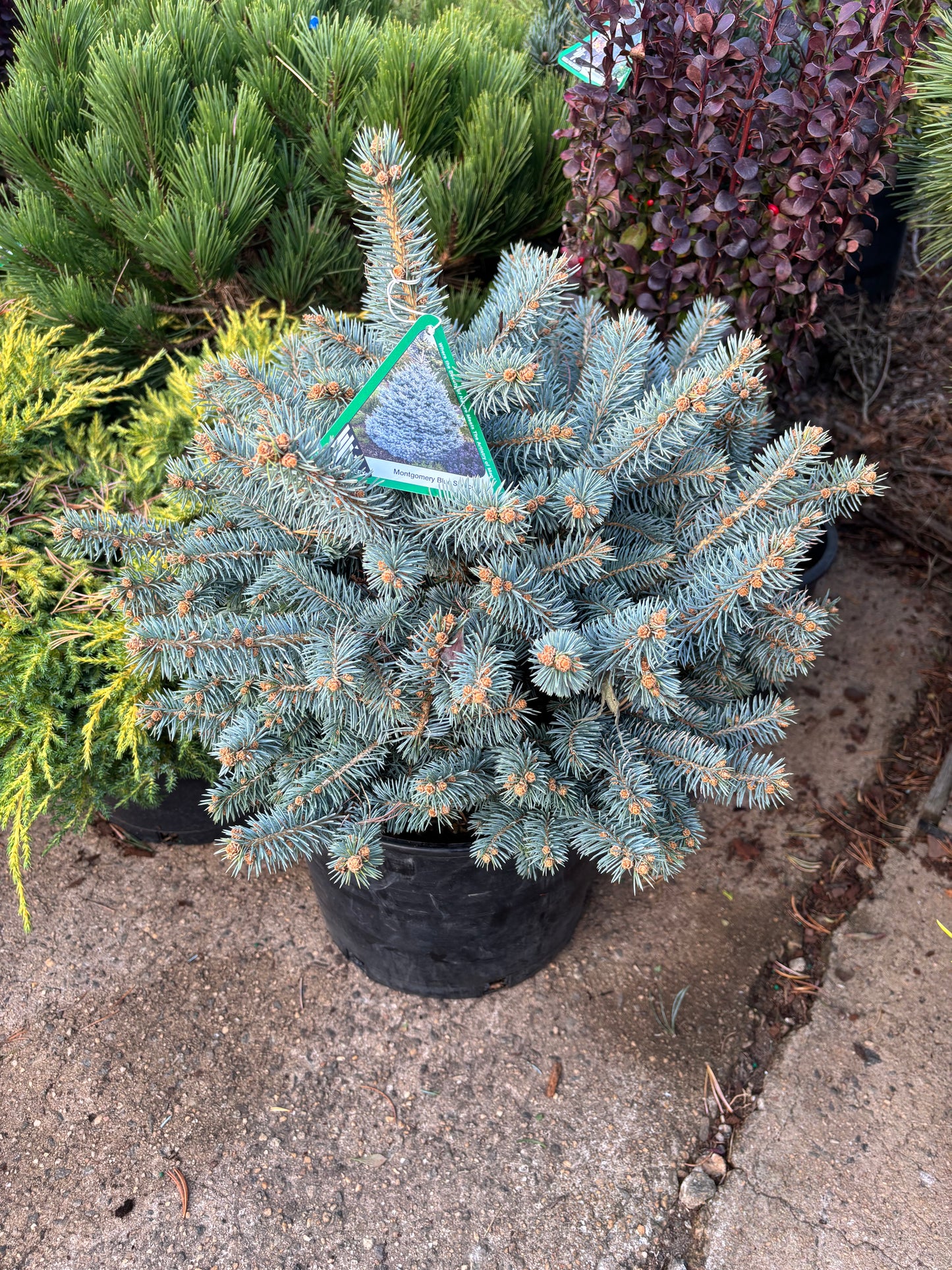 Picea pungens ‘Montgomery’ Dwarf Colorado Blue Spruce