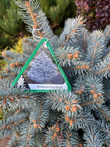 Picea pungens ‘Montgomery’ Dwarf Colorado Blue Spruce