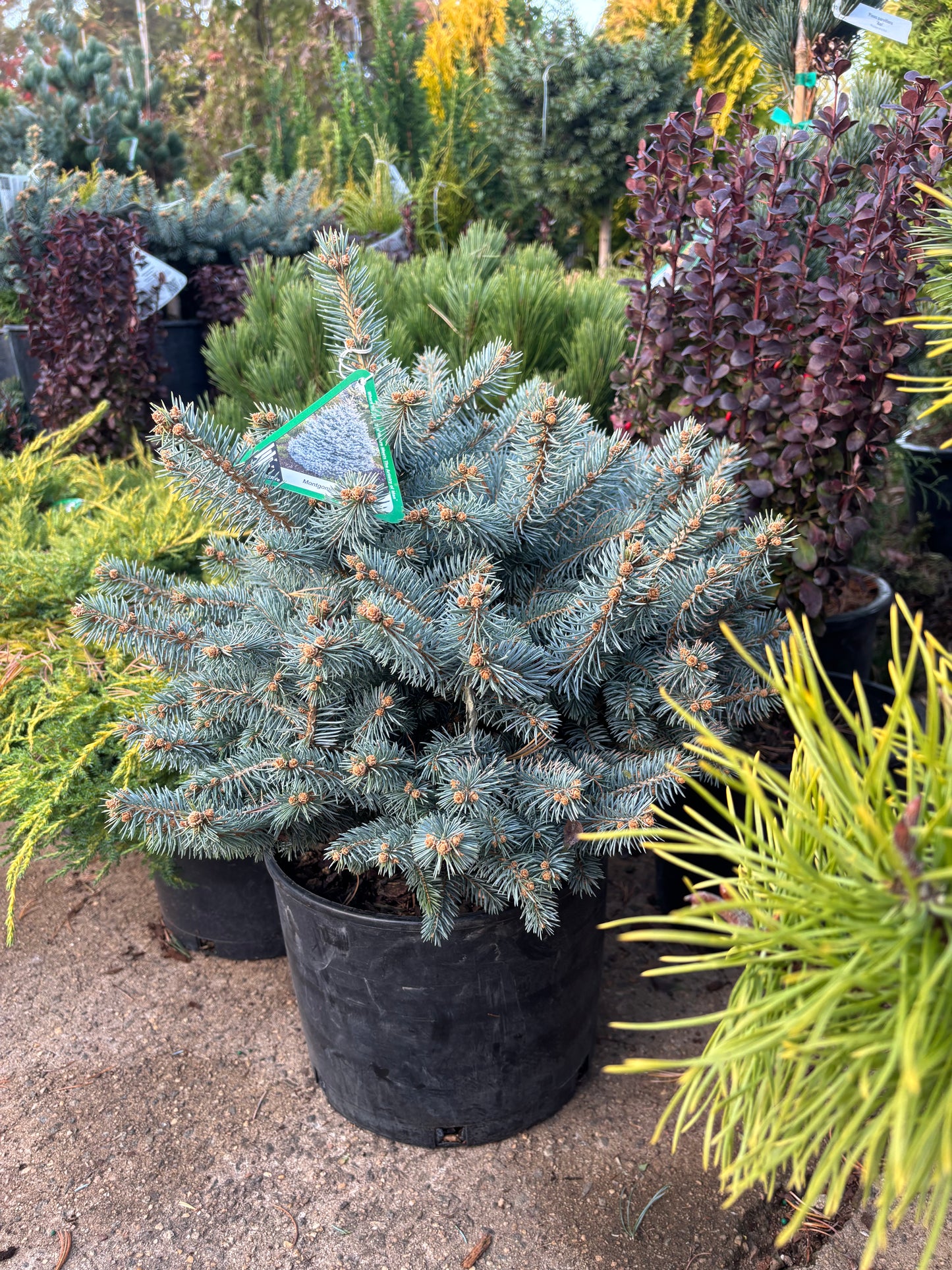 Picea pungens ‘Montgomery’ Dwarf Colorado Blue Spruce
