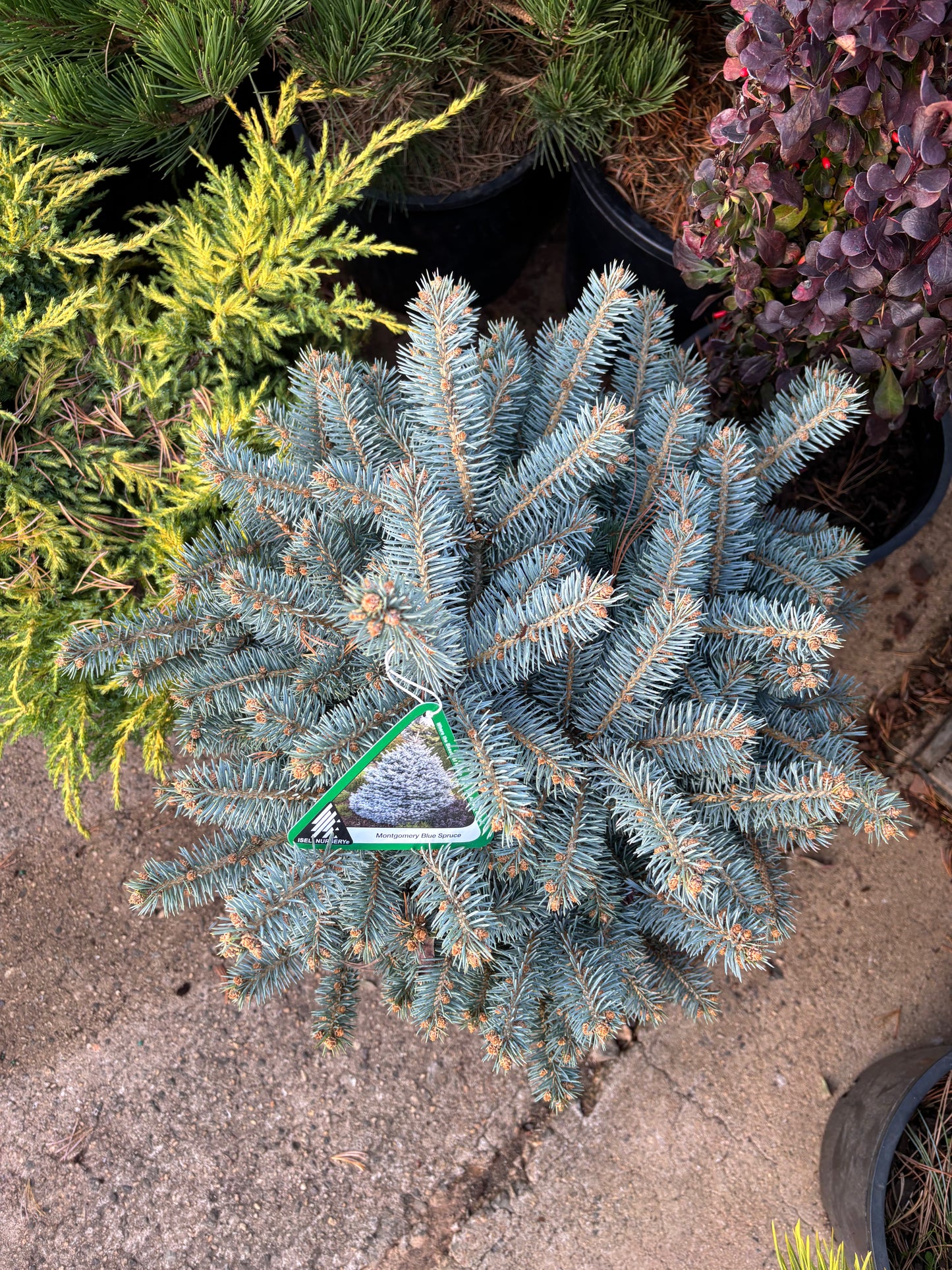 Picea pungens ‘Montgomery’ Dwarf Colorado Blue Spruce