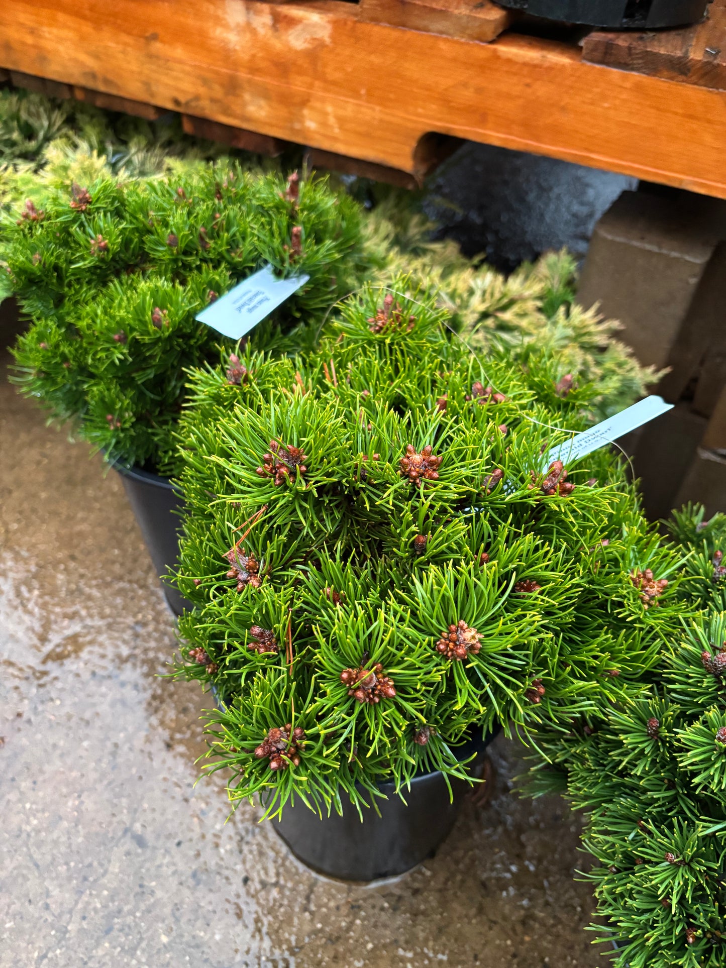 Pinus mugo ‘Emerald Dwarf’