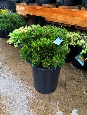 Pinus mugo ‘Emerald Dwarf’