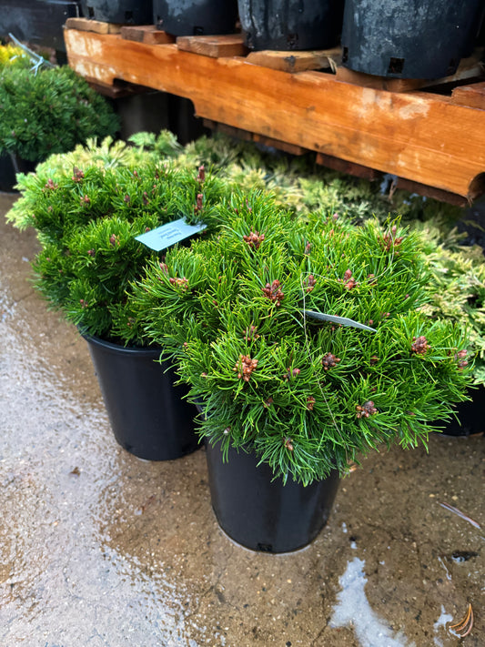 Pinus mugo ‘Emerald Dwarf’