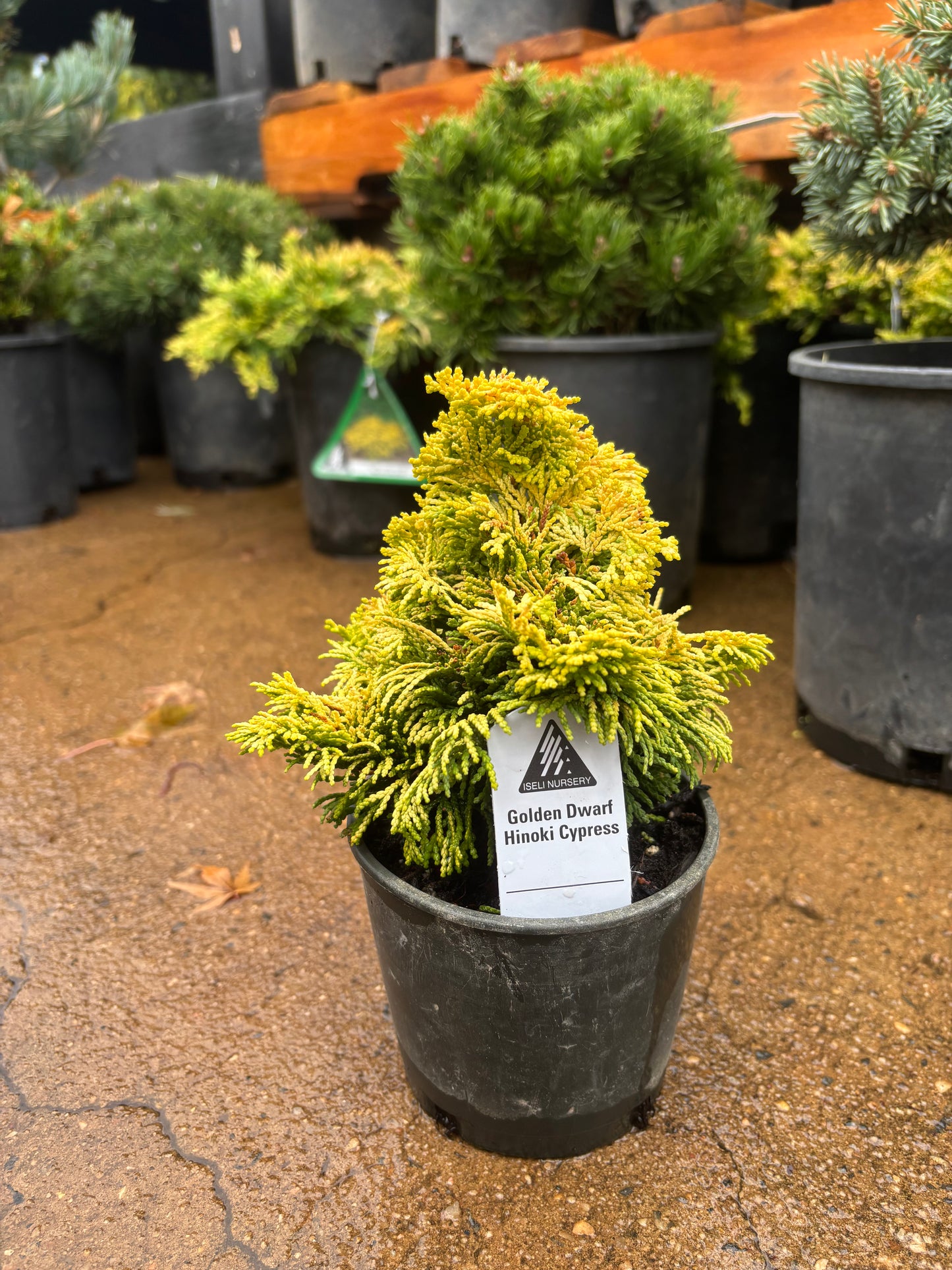 ‘Nana Lutea’ Golden Dwarf Hinoki Cypress (Chamaecyparis obtusa)