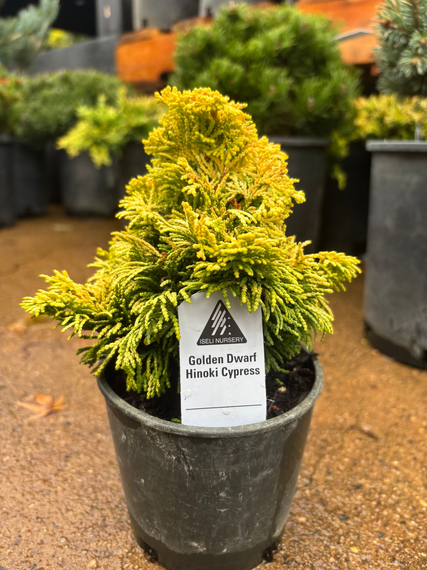 ‘Nana Lutea’ Golden Dwarf Hinoki Cypress (Chamaecyparis obtusa)