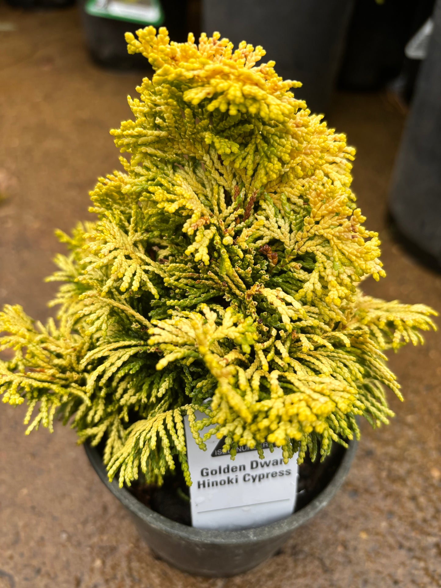 ‘Nana Lutea’ Golden Dwarf Hinoki Cypress (Chamaecyparis obtusa)