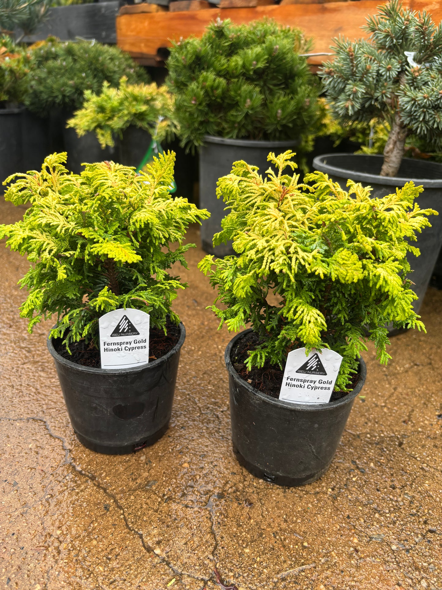 ‘Fernspray Gold’ Hinoki Cypress (Chamaecyparis obtusa)