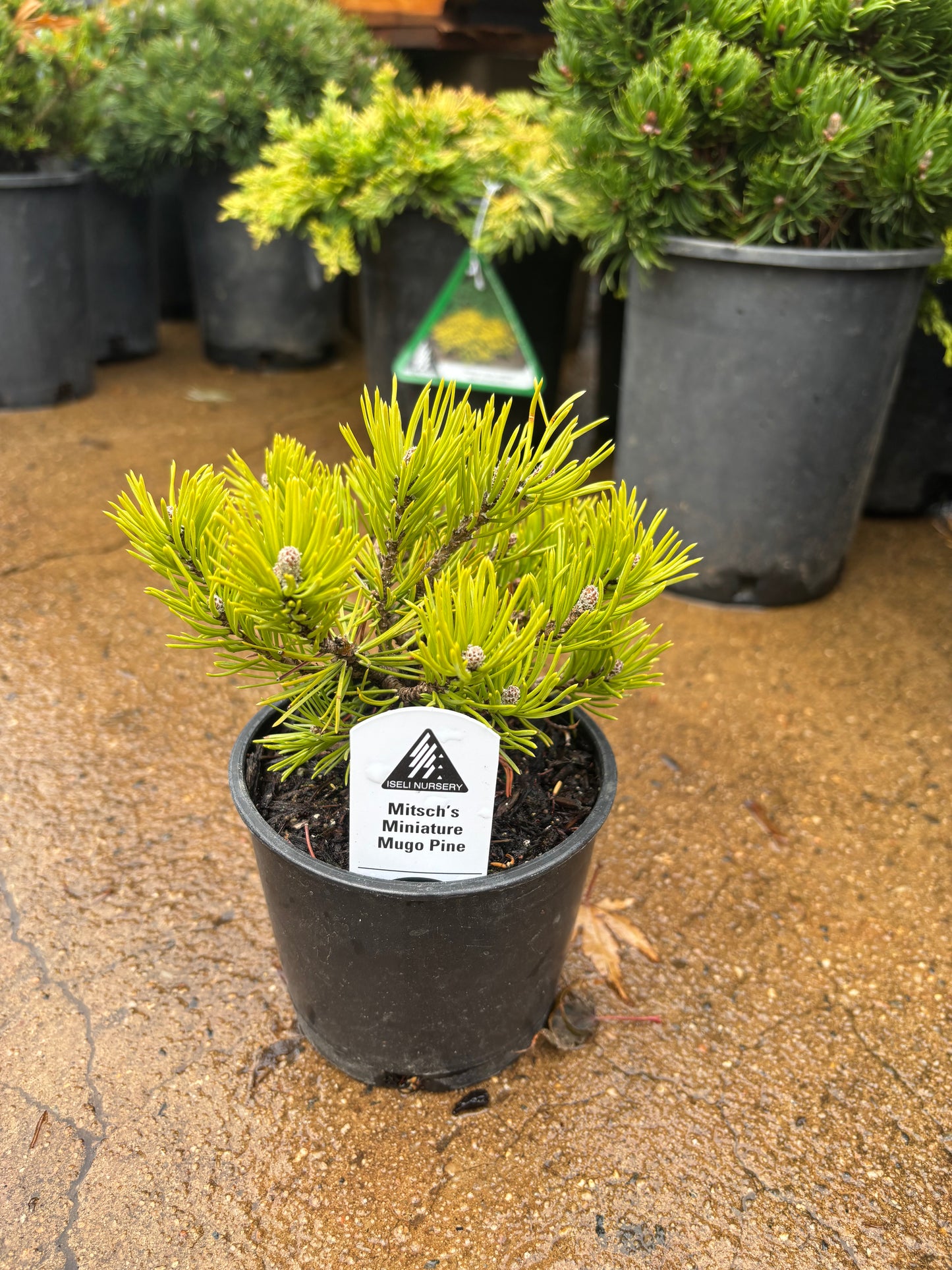 Pinus mugo ‘Mitsch’s Mini’ Dwarf Mugo Pine