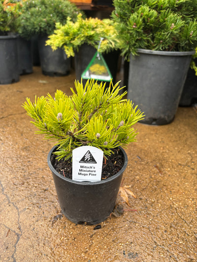 Pinus mugo ‘Mitsch’s Mini’ Dwarf Mugo Pine