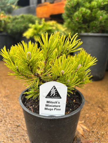Pinus mugo ‘Mitsch’s Mini’ Dwarf Mugo Pine