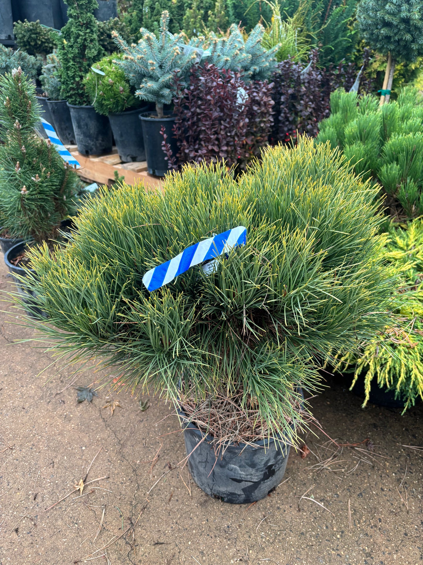 Pinus resinosa ‘Morel’