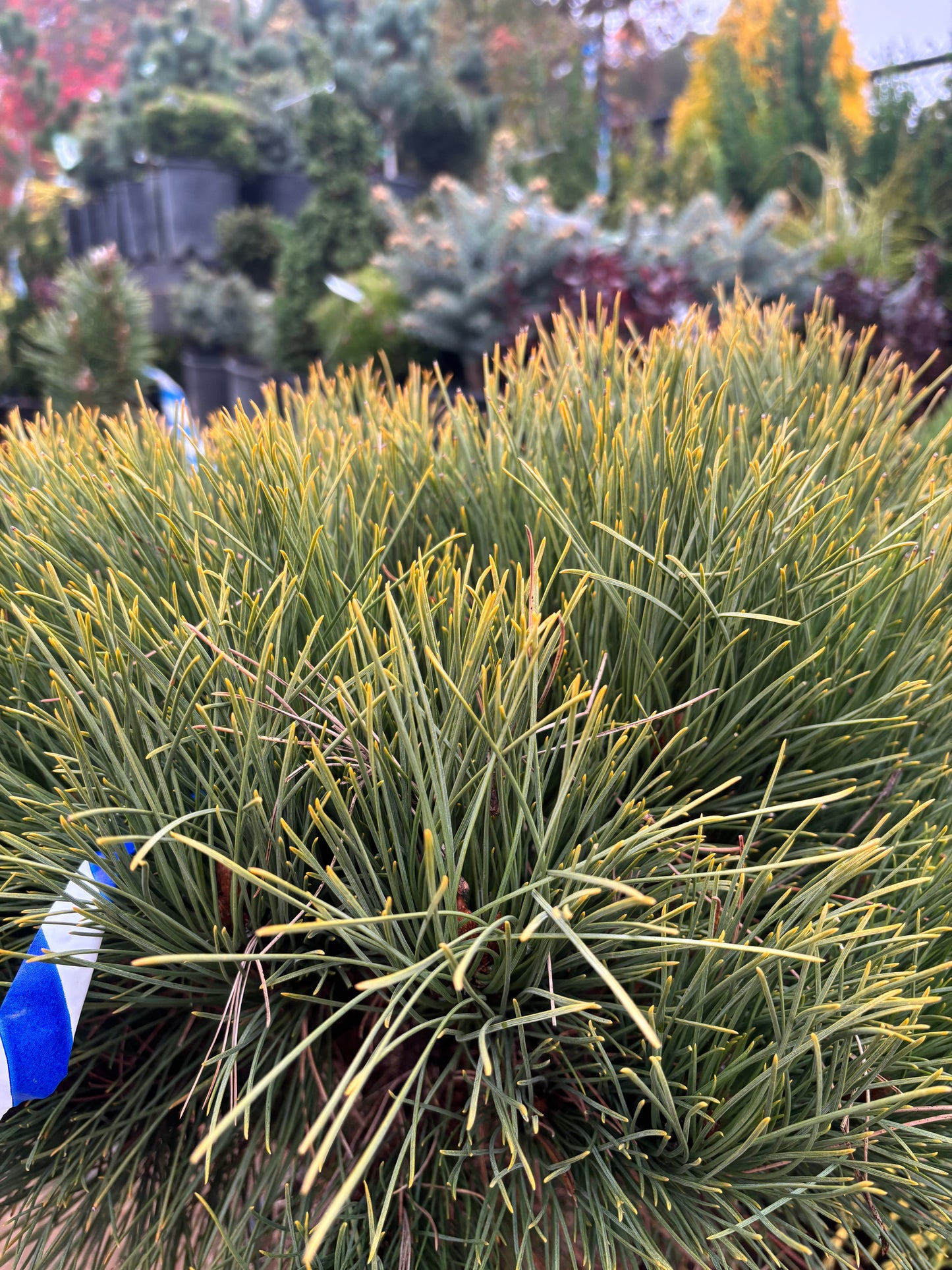 Pinus resinosa ‘Morel’