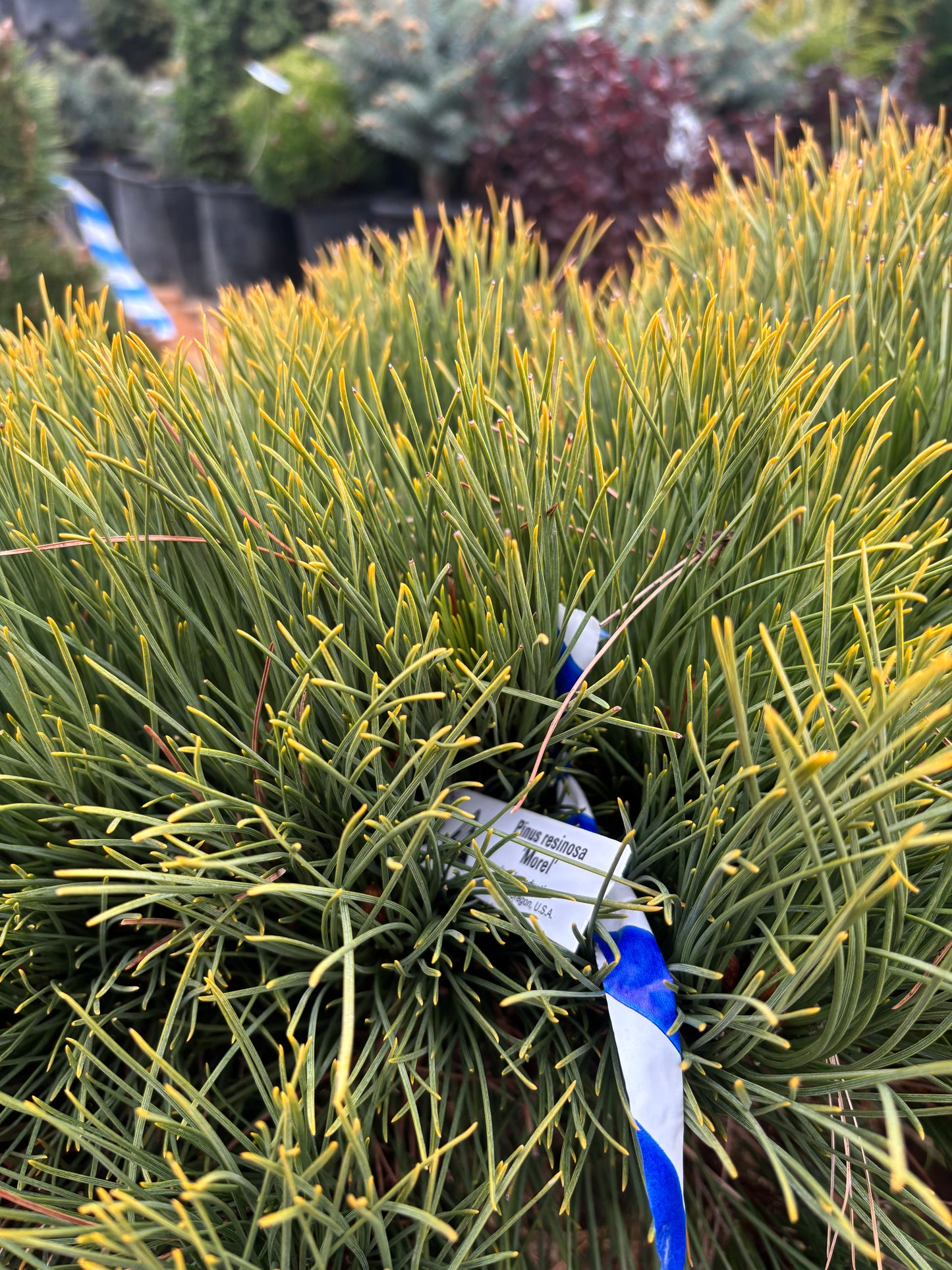 Pinus resinosa ‘Morel’