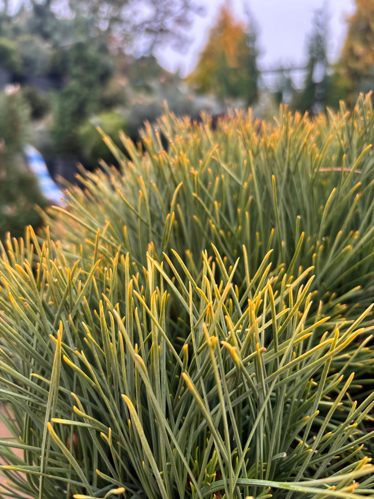 Pinus resinosa ‘Morel’