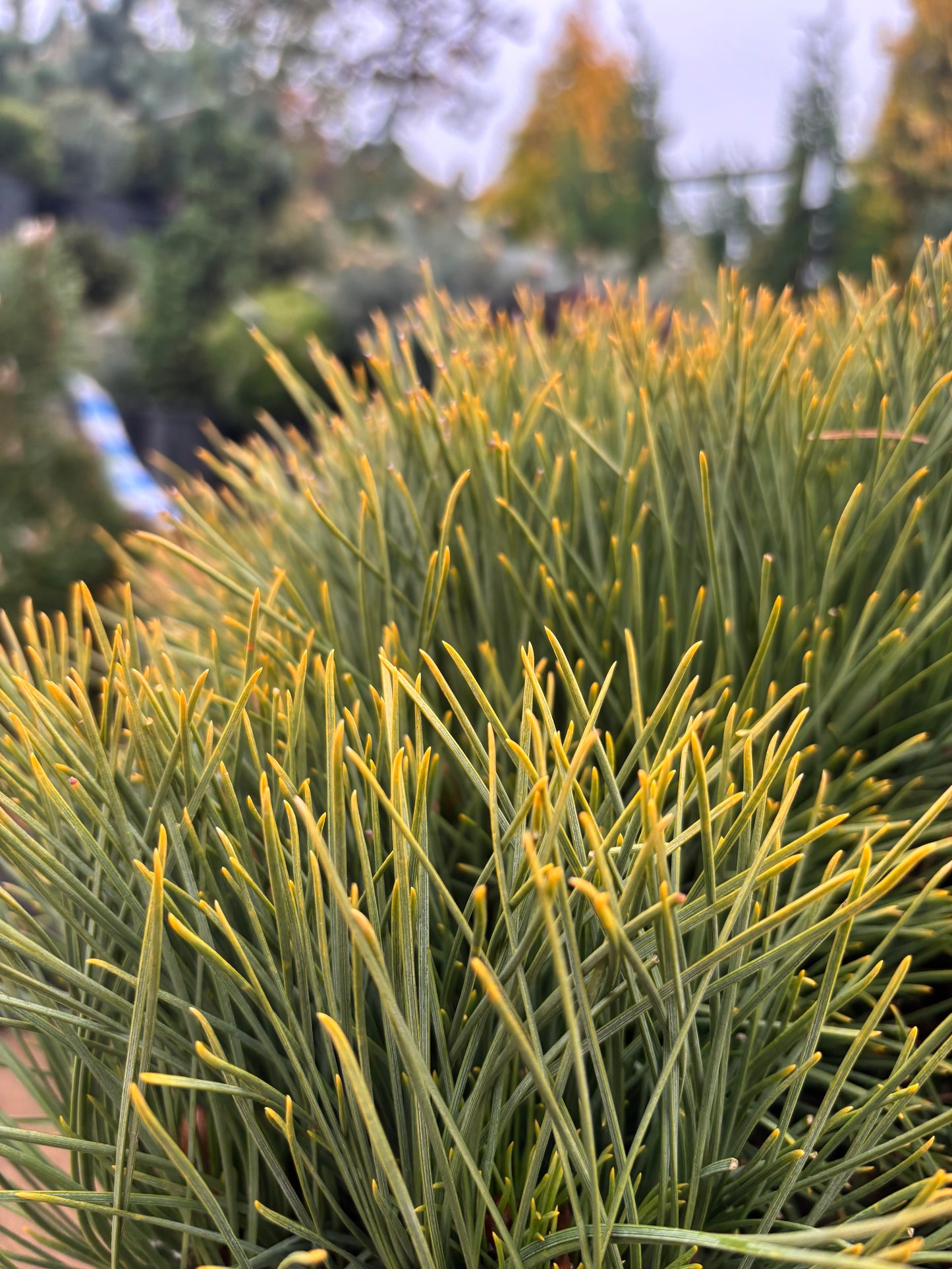 Pinus resinosa ‘Morel’