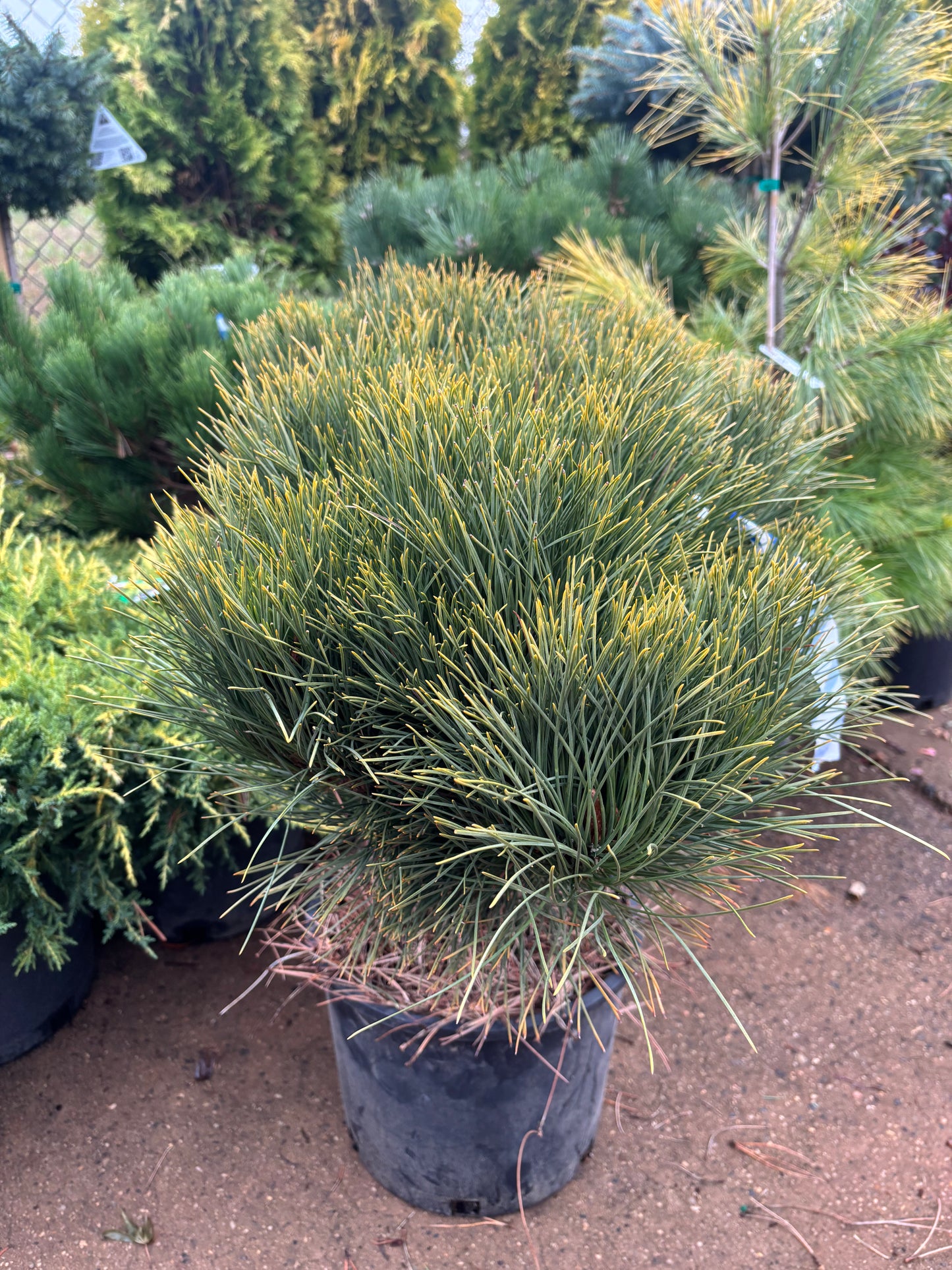 Pinus resinosa ‘Morel’
