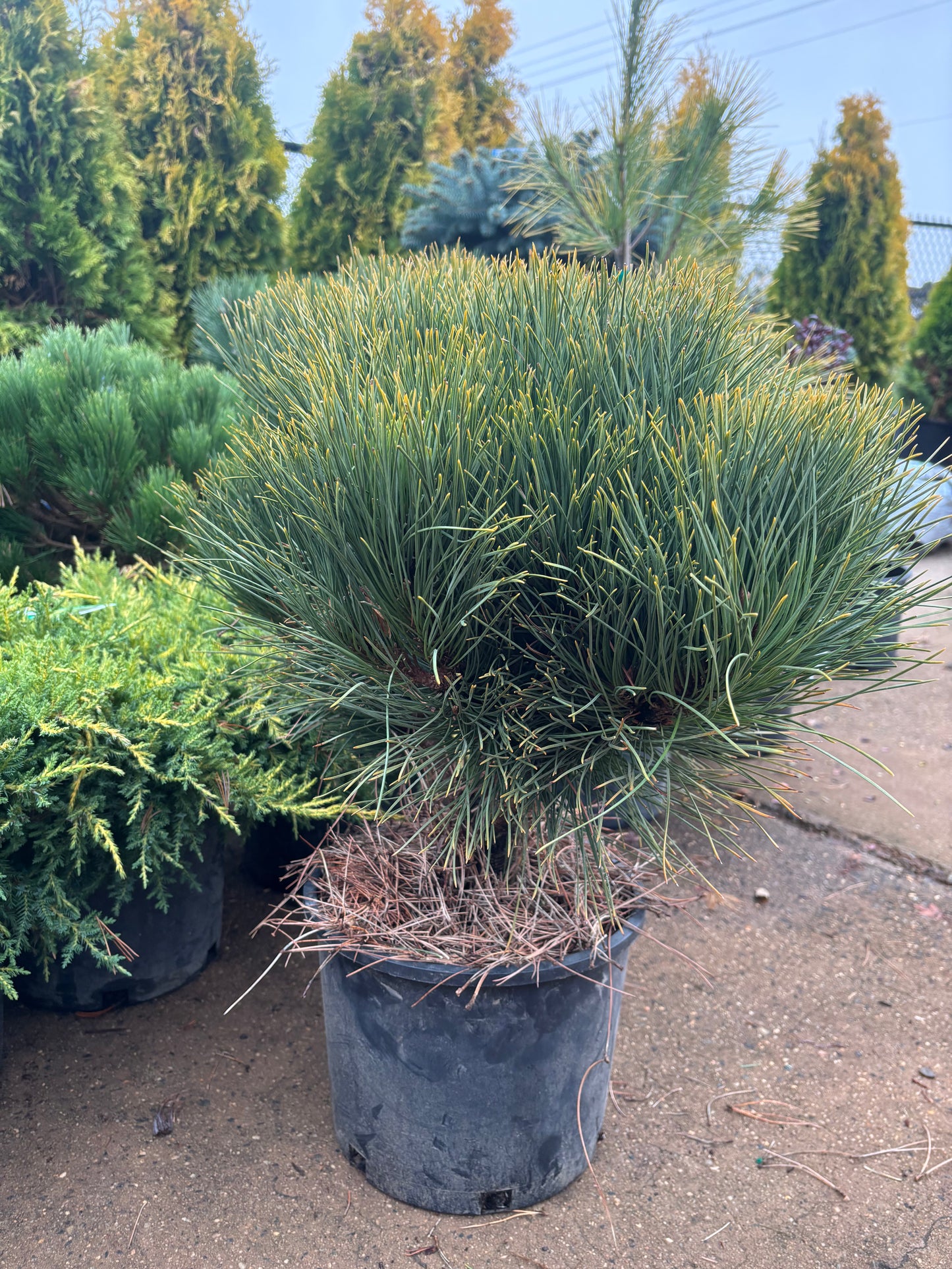 Pinus resinosa ‘Morel’