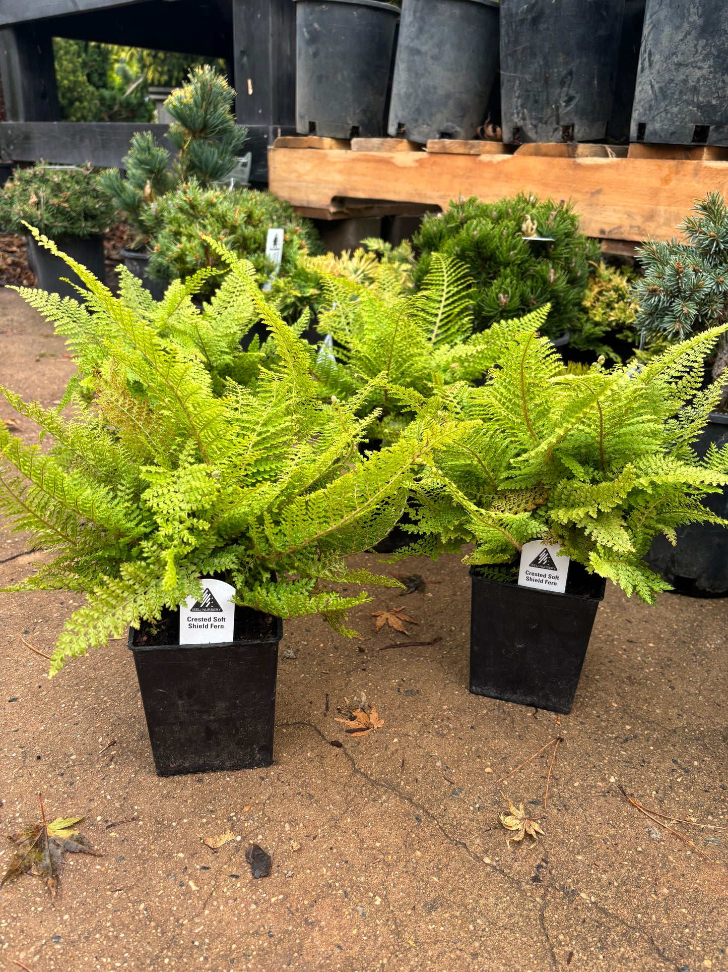 ‘Plumoso densum’ Crested Soft Shield Fern