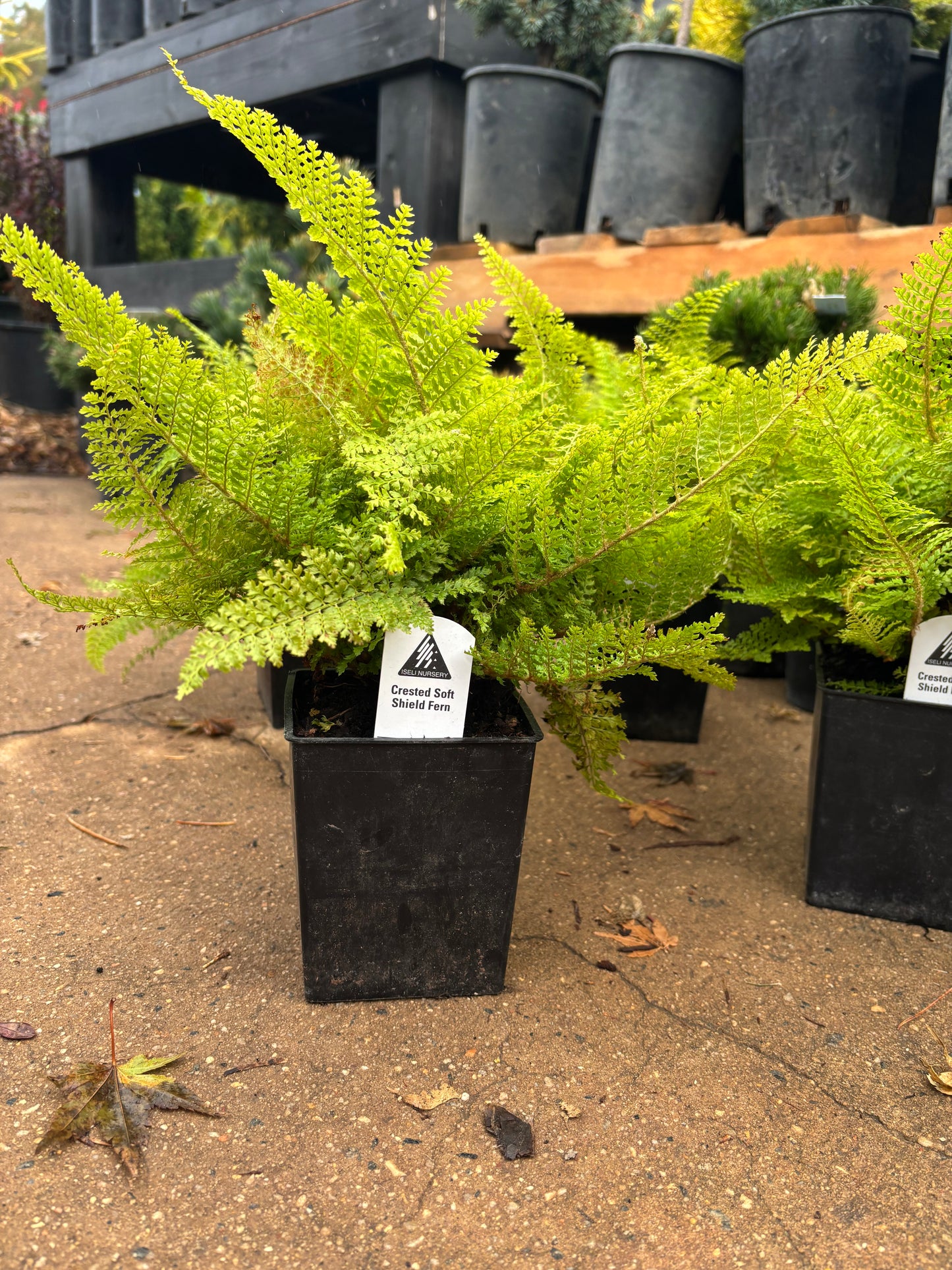 ‘Plumoso densum’ Crested Soft Shield Fern