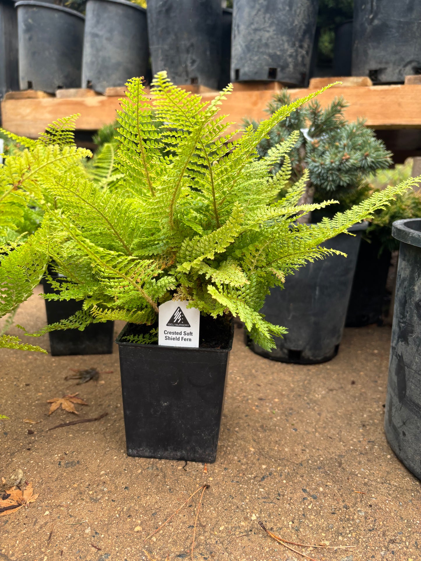 ‘Plumoso densum’ Crested Soft Shield Fern