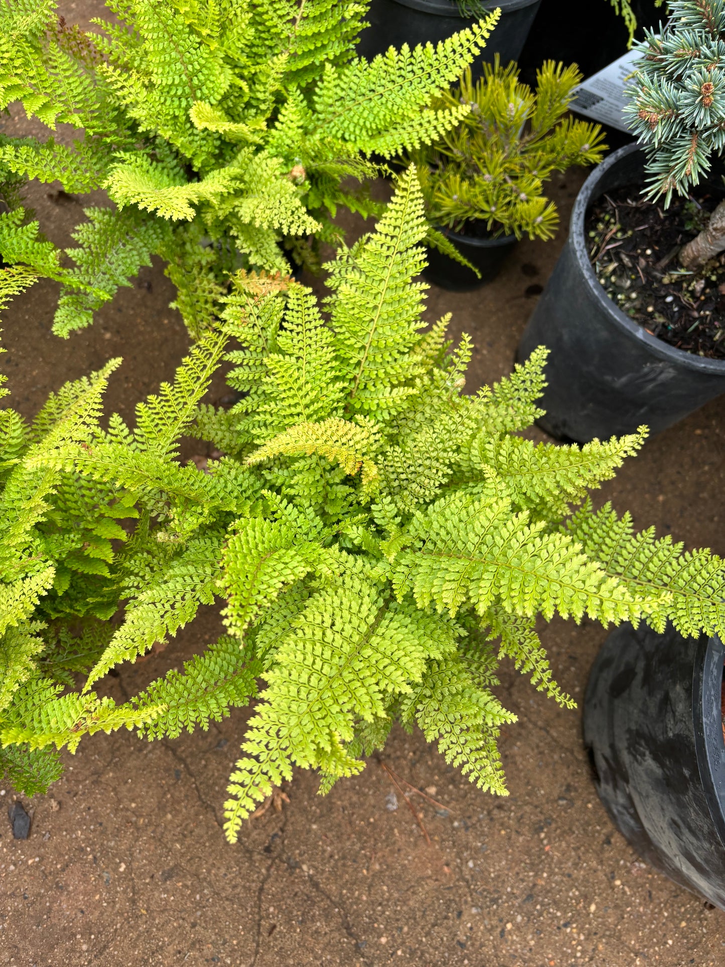‘Plumoso densum’ Crested Soft Shield Fern