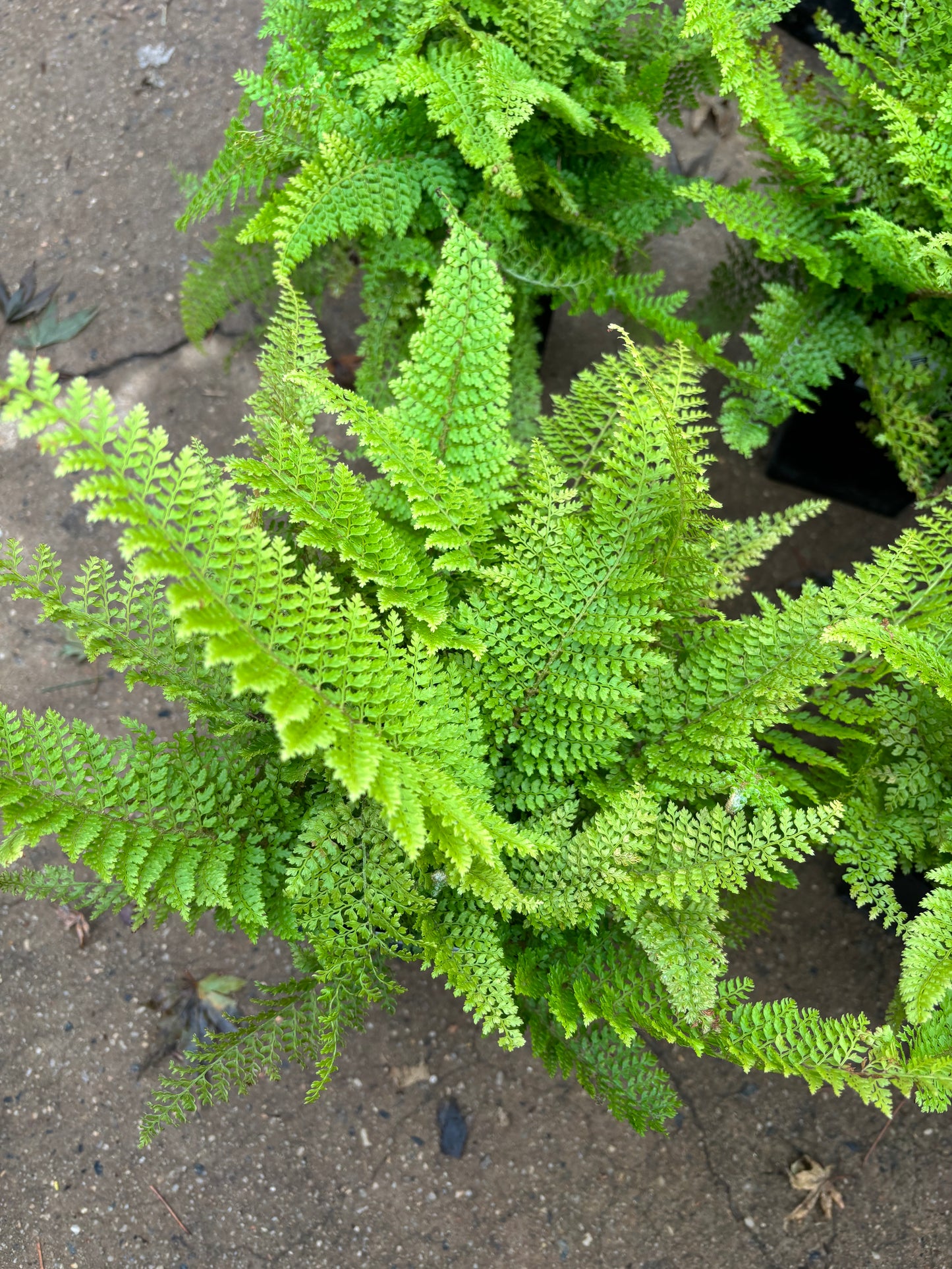 ‘Plumoso densum’ Crested Soft Shield Fern