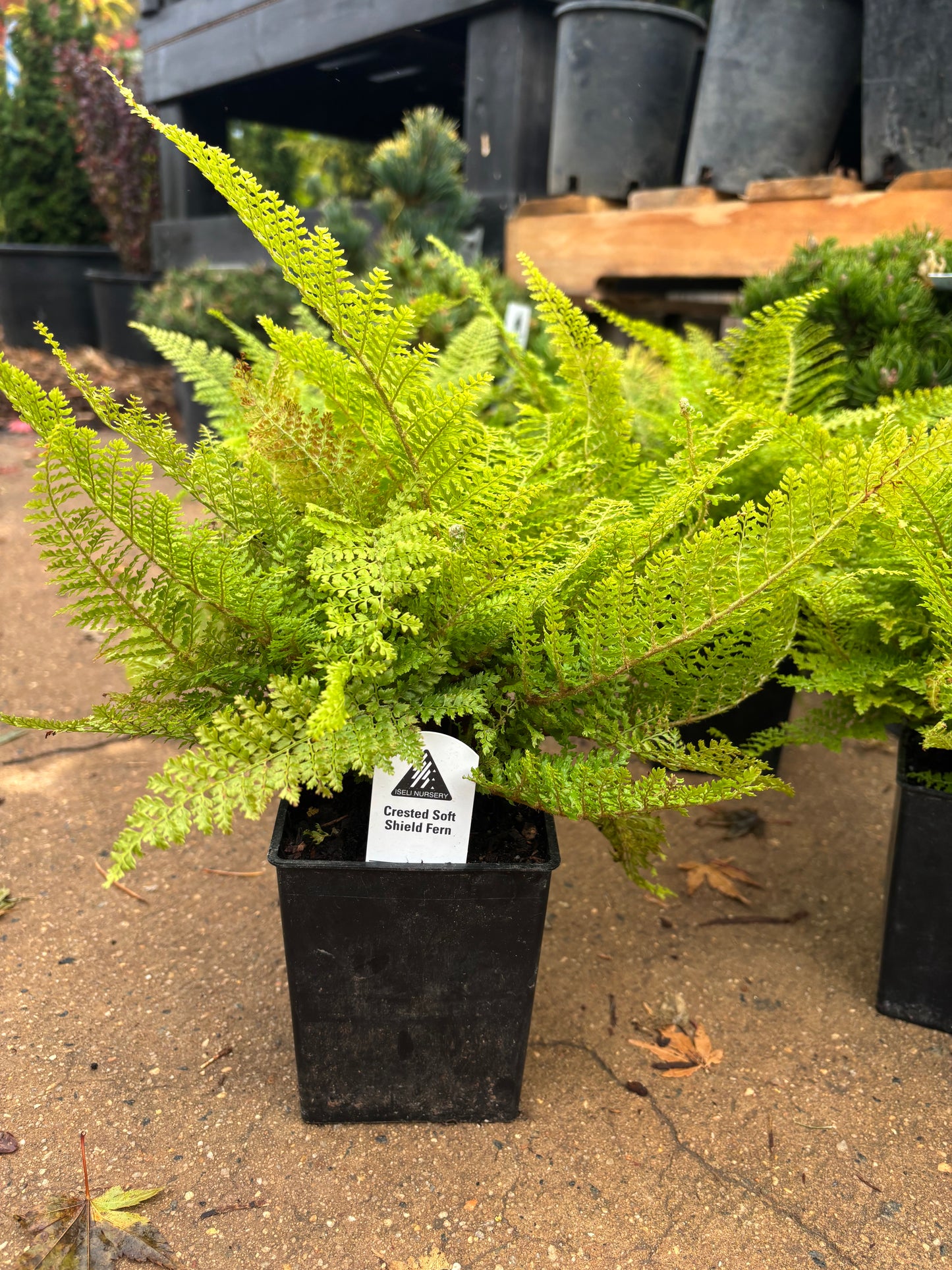‘Plumoso densum’ Crested Soft Shield Fern