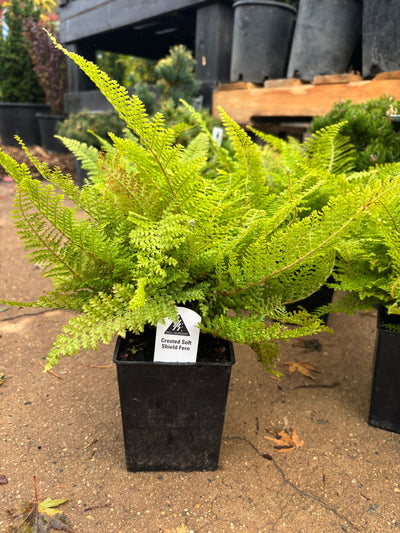 ‘Plumoso densum’ Crested Soft Shield Fern
