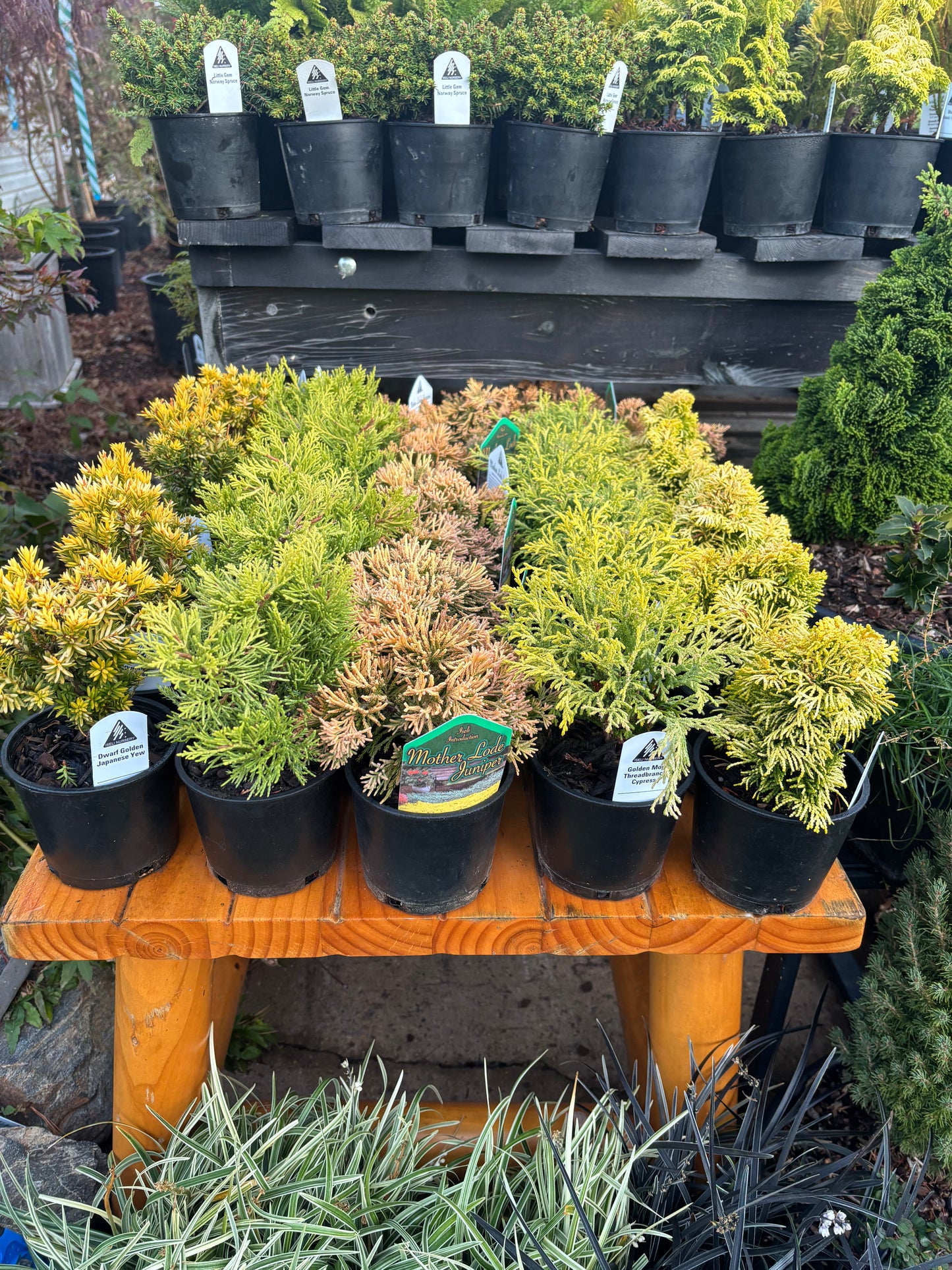 Fanciful Gardens Ultimate Conifer Color Package