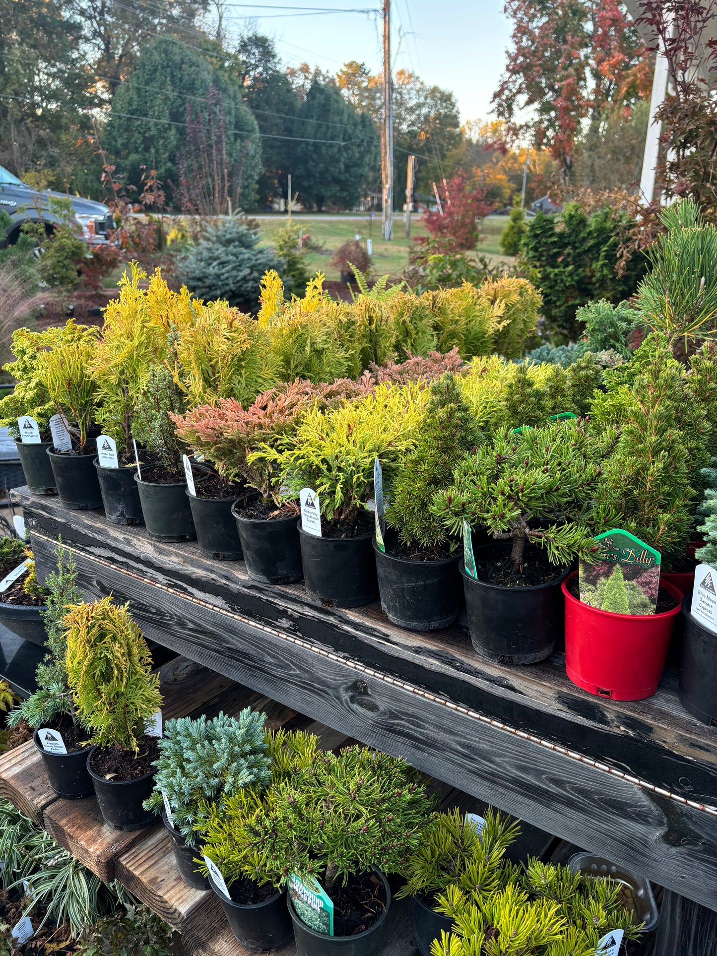 Fanciful Gardens Ultimate Conifer Color Package