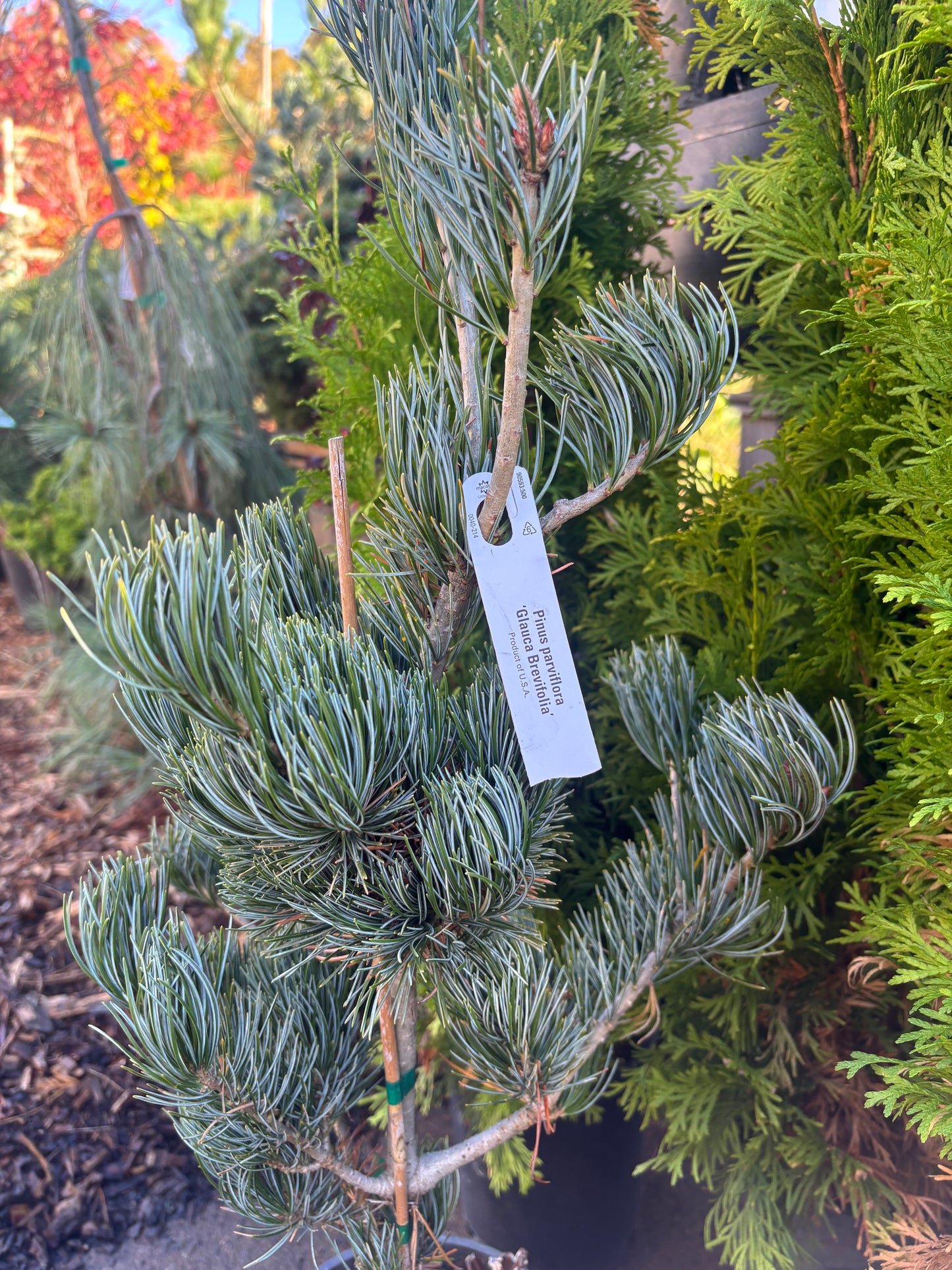 Pinus parviflora ‘Glauca Brevifolia’