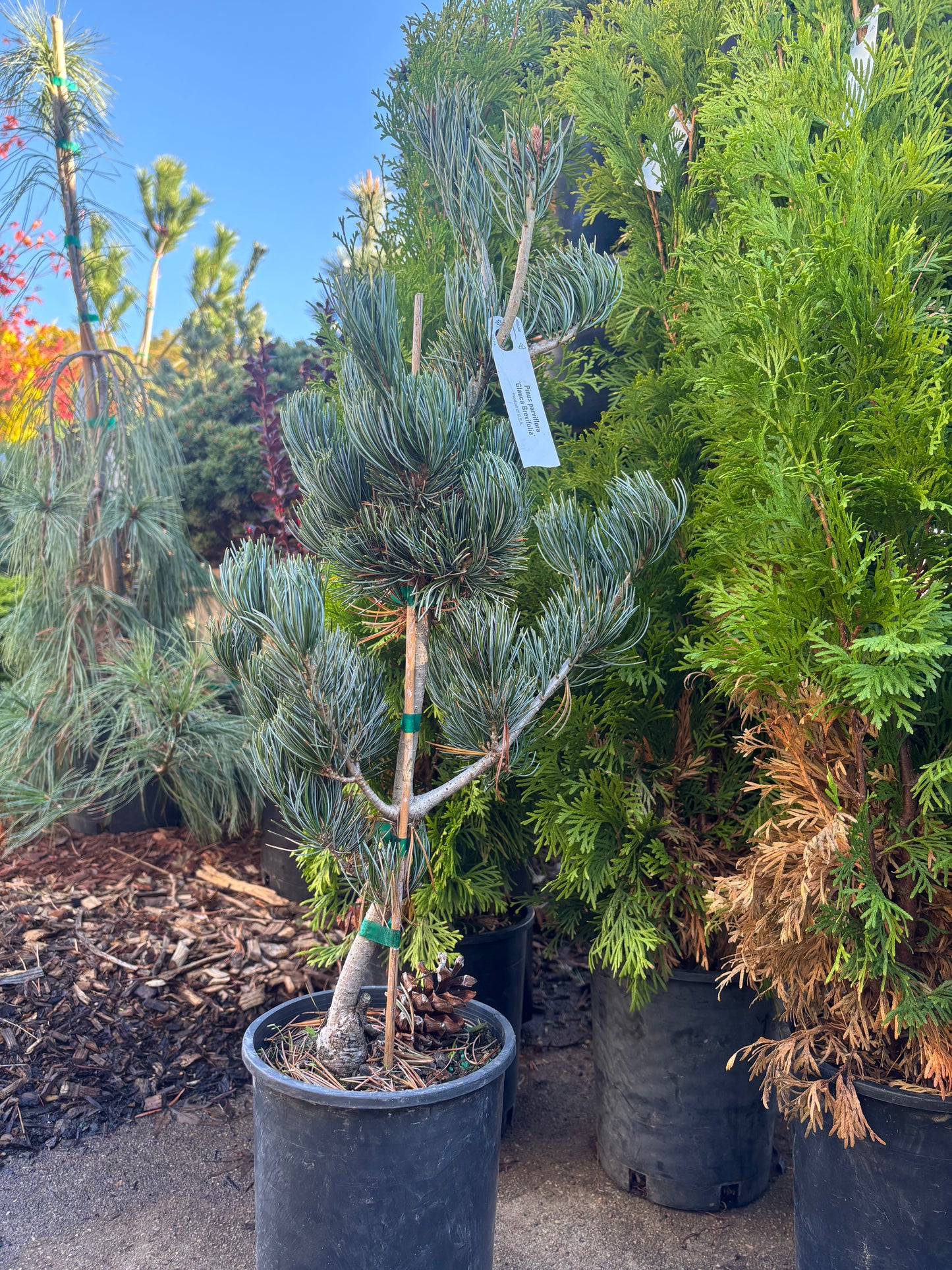 Pinus parviflora ‘Glauca Brevifolia’