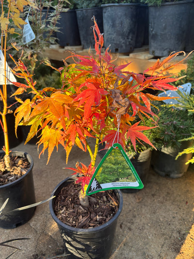 Acer Palmatum 'Mikawa Yatsubusa'