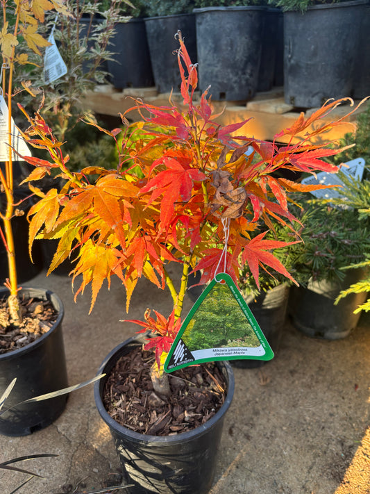 Acer Palmatum 'Mikawa Yatsubusa'