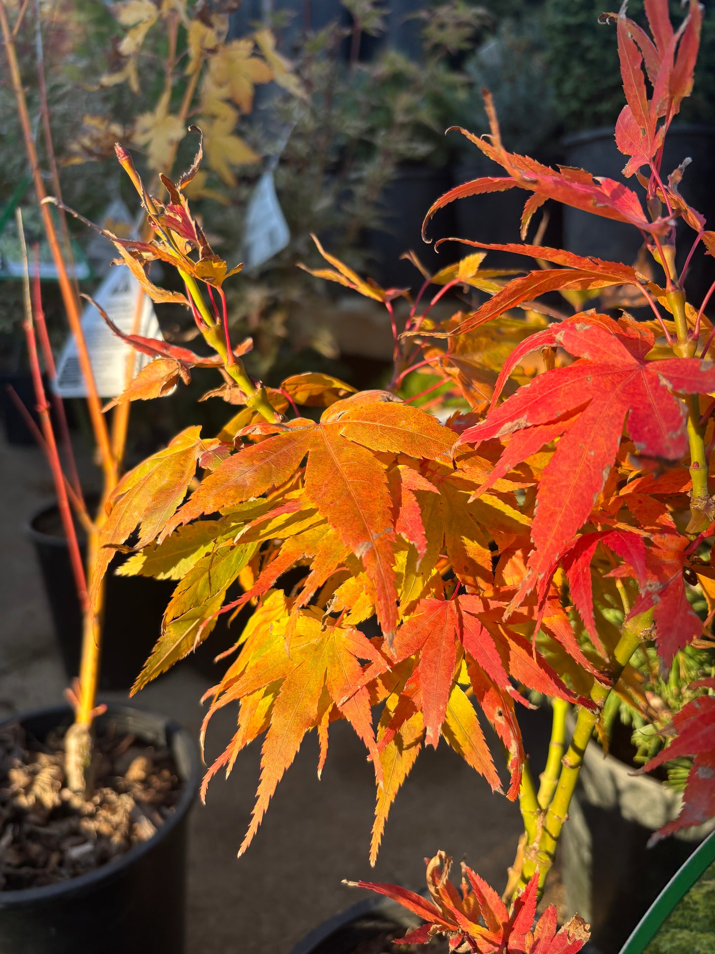 Acer Palmatum 'Mikawa Yatsubusa'