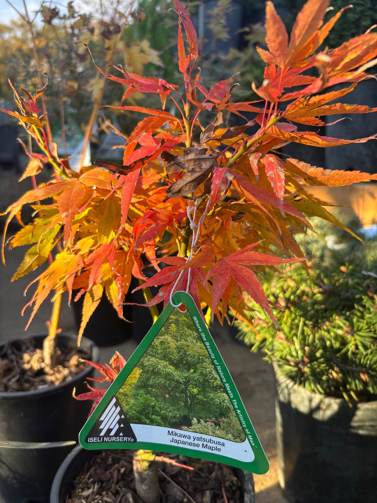 Acer Palmatum 'Mikawa Yatsubusa'