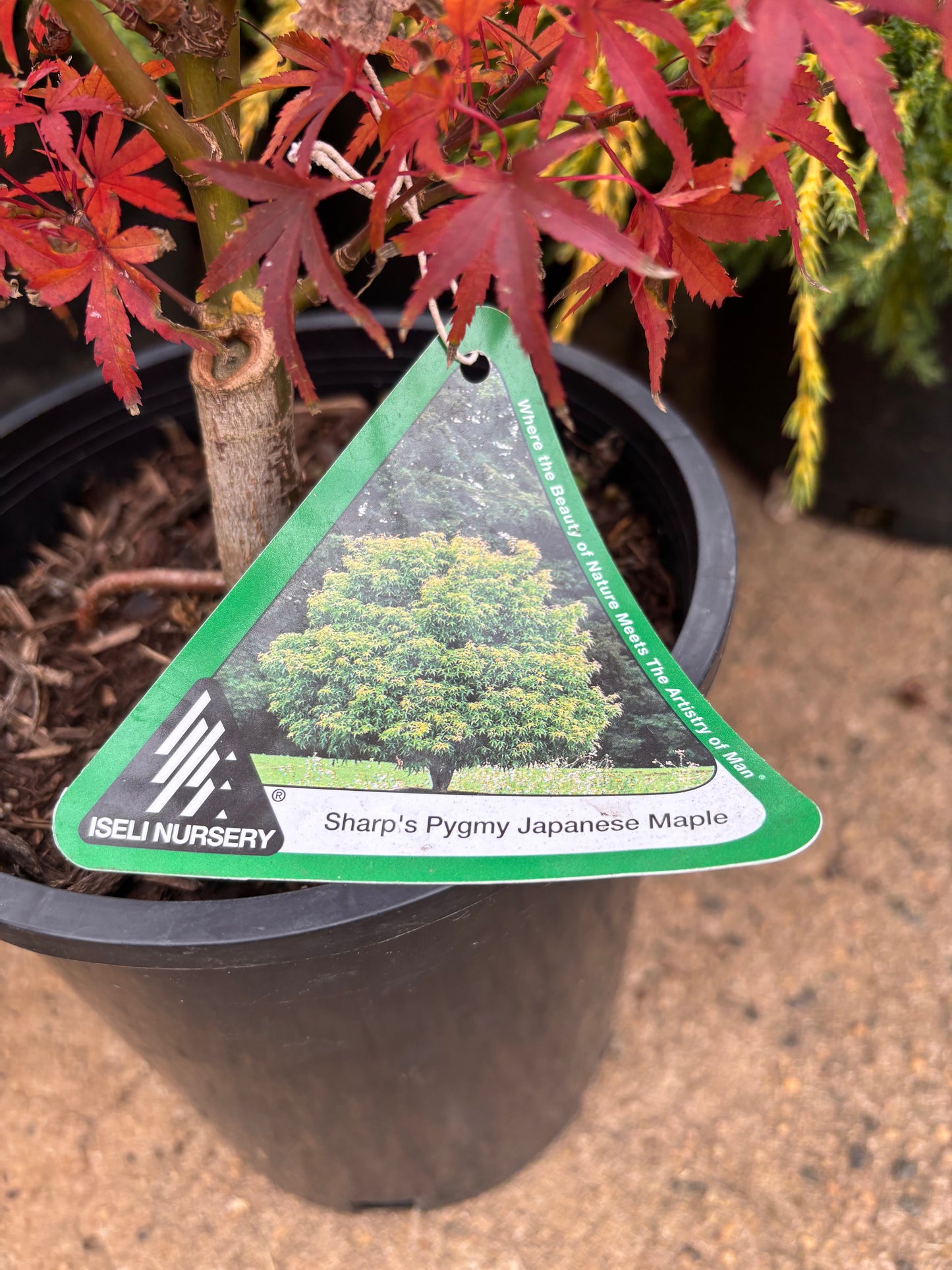 Acer palmatum ‘Sharp’s Pygmy’