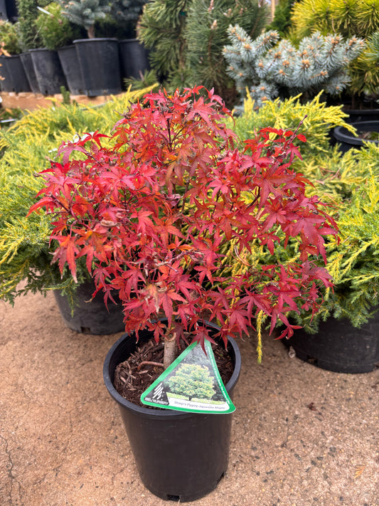 Acer palmatum ‘Sharp’s Pygmy’