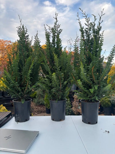 ‘Filicoides Compacta’ Fernleaf Hinoki cypress