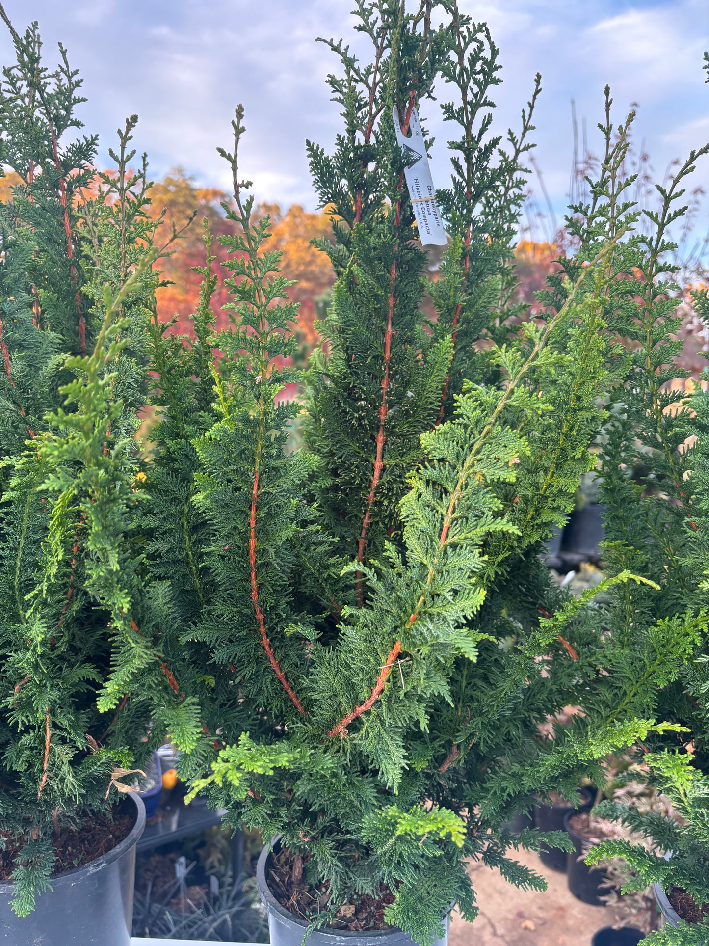 ‘Filicoides Compacta’ Fernleaf Hinoki cypress